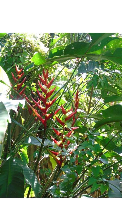 Jardin De Naipi 2 Apartman Puerto Iguazú Kültér fotó
